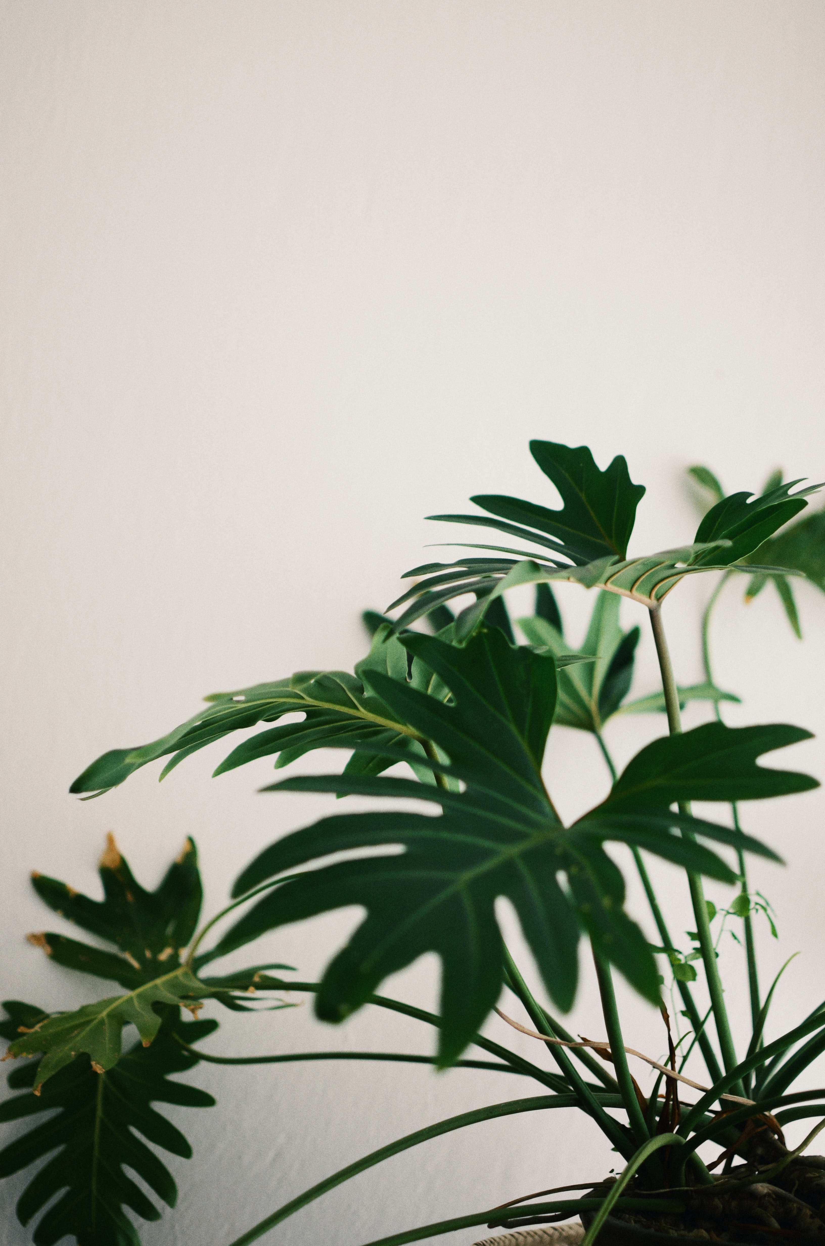 Gezonde planten in huis? Tips voor het verzorgen van je kamerplanten